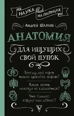 Обложка аудиокниги «Анатомия для ищущих свой пупок»
