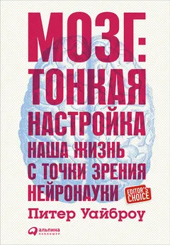 Обложка аудиокниги «Мозг: Тонкая настройка. Наша жизнь с точки зрения нейронауки»